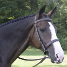 KL Select Black Oak Spruce Hunter Bridle | Malvern Saddlery