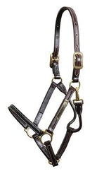 Shop Walsh Showman Halter - Malvern Saddlery