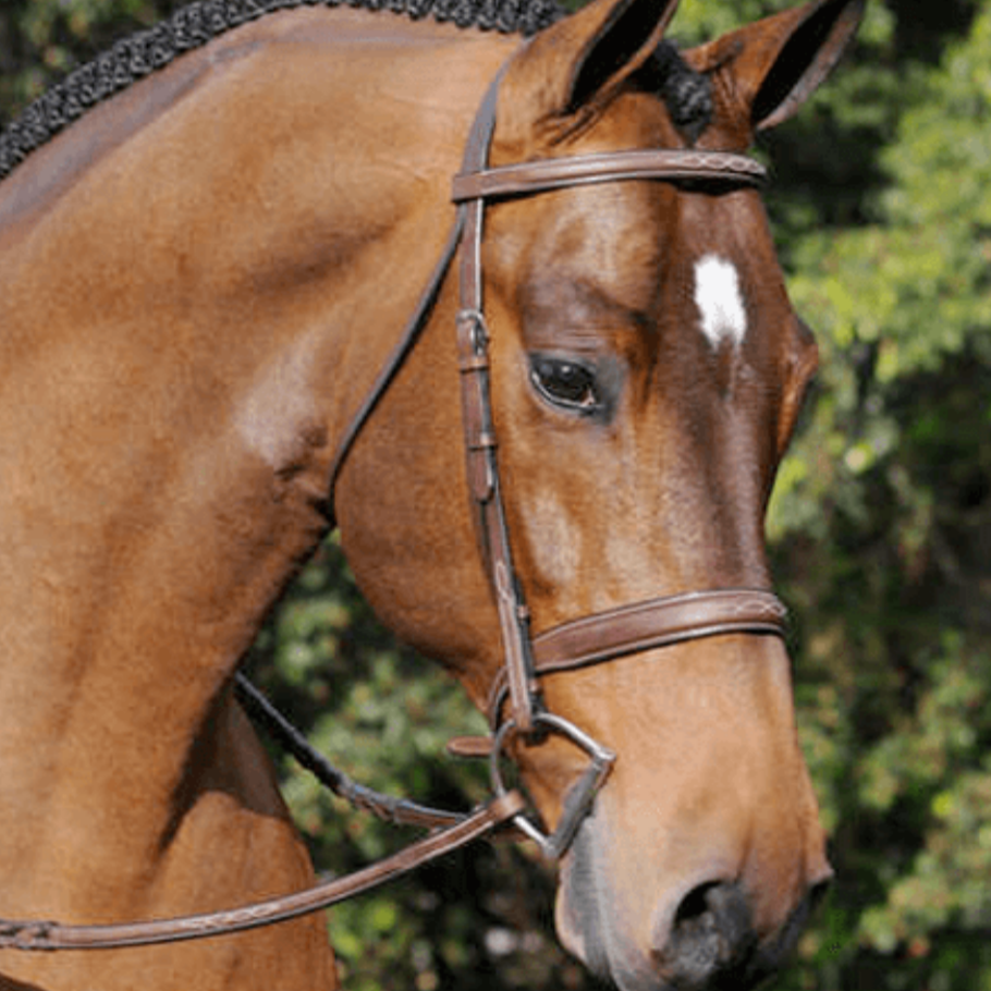 ADT Tribute Fancy Stitch Show Bridle shown on horse | Malvern Saddlery