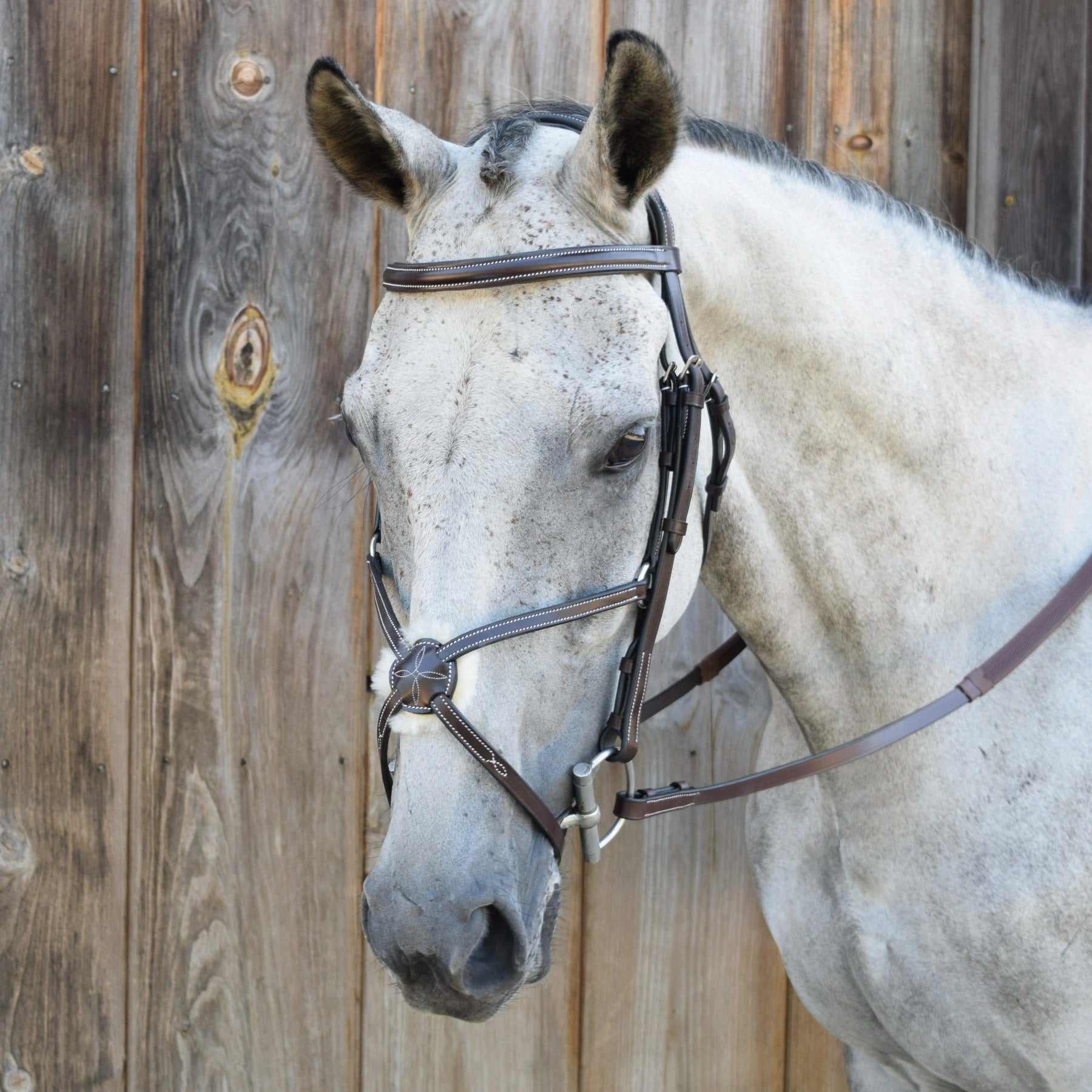 KL Select Black Oak Cedar Figure 8 Bridle | Malvern Saddlery