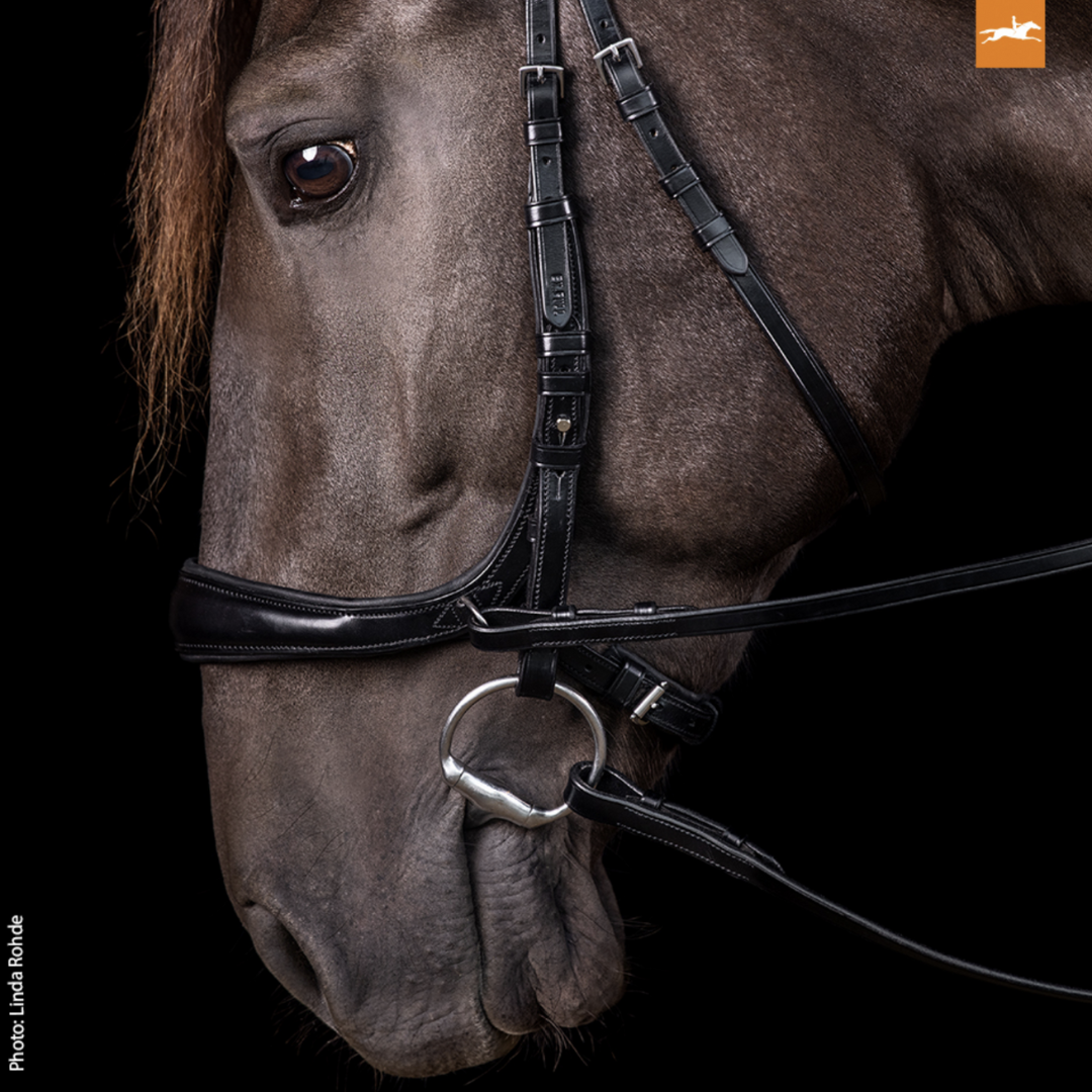 Schockemöhle Equitus Theta Bridle - Black | Malvern Saddlery